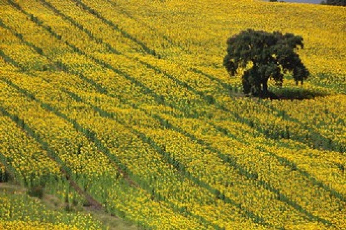 Spain Andalusia Cadiz Province Lone Tree in a Field of Sunflowers Canvas Art - Julie Eggers DanitaDelimont (38 x 25)