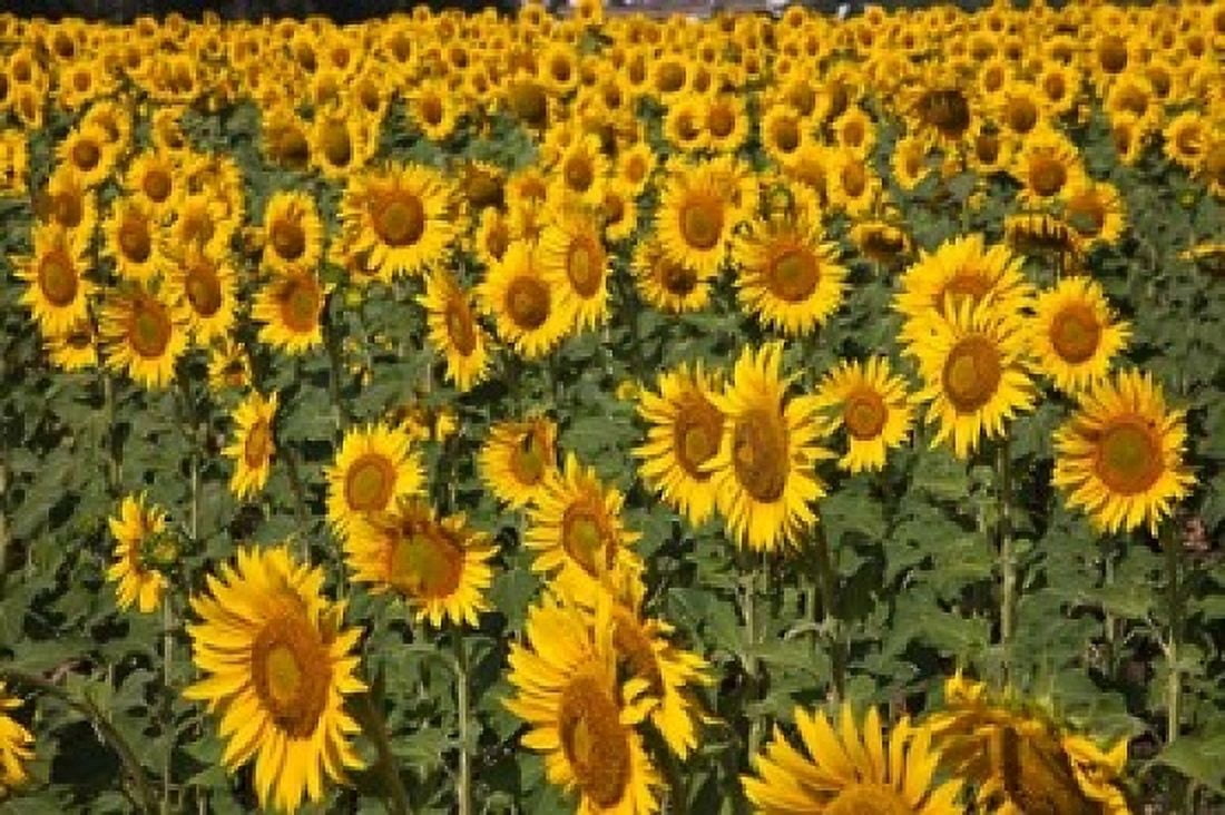 Spain Andalusia Cadiz Province Sunflower Fields Canvas Art - Julie Eggers DanitaDelimont (19 x 12)