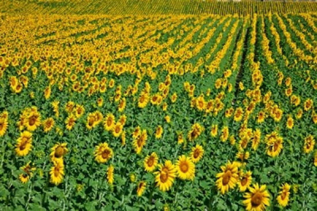 Spain Andalusia Cadiz Province Sunflower Fields Canvas Art - Julie Eggers DanitaDelimont (38 x 25)