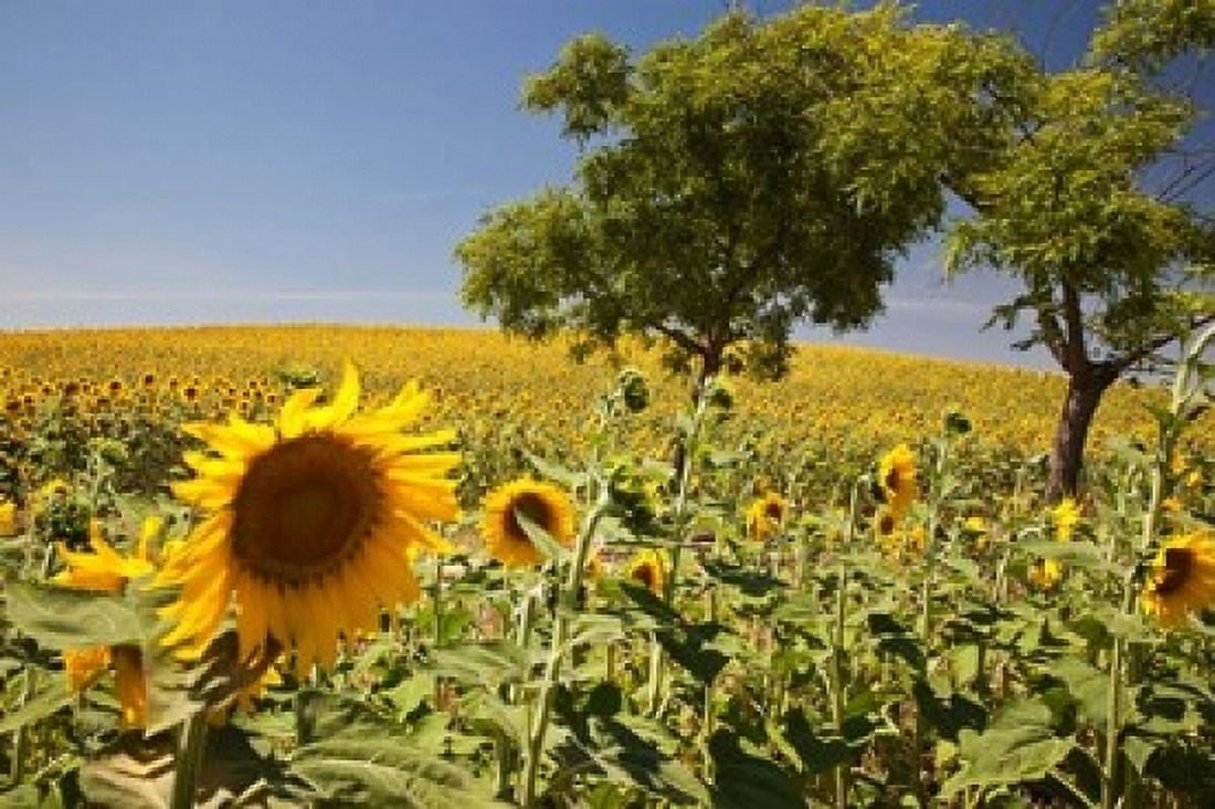 Spain Andalusia Cadiz Province Trees in field of Sunflowers Canvas Art - Julie Eggers DanitaDelimont (19 x 12)