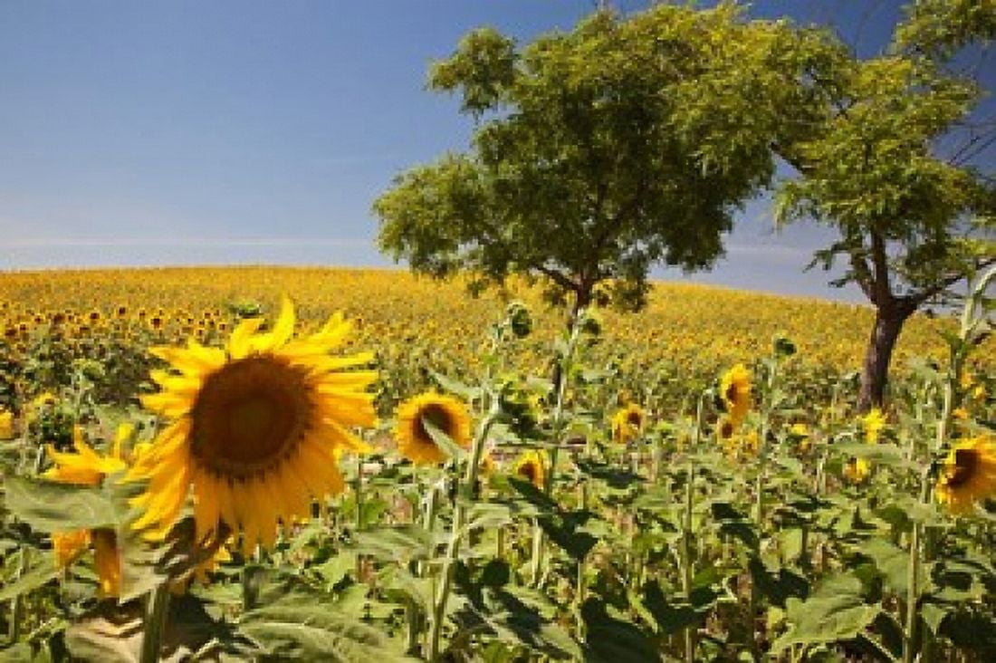 Spain Andalusia Cadiz Province Trees in field of Sunflowers Canvas Art - Julie Eggers DanitaDelimont (38 x 25)