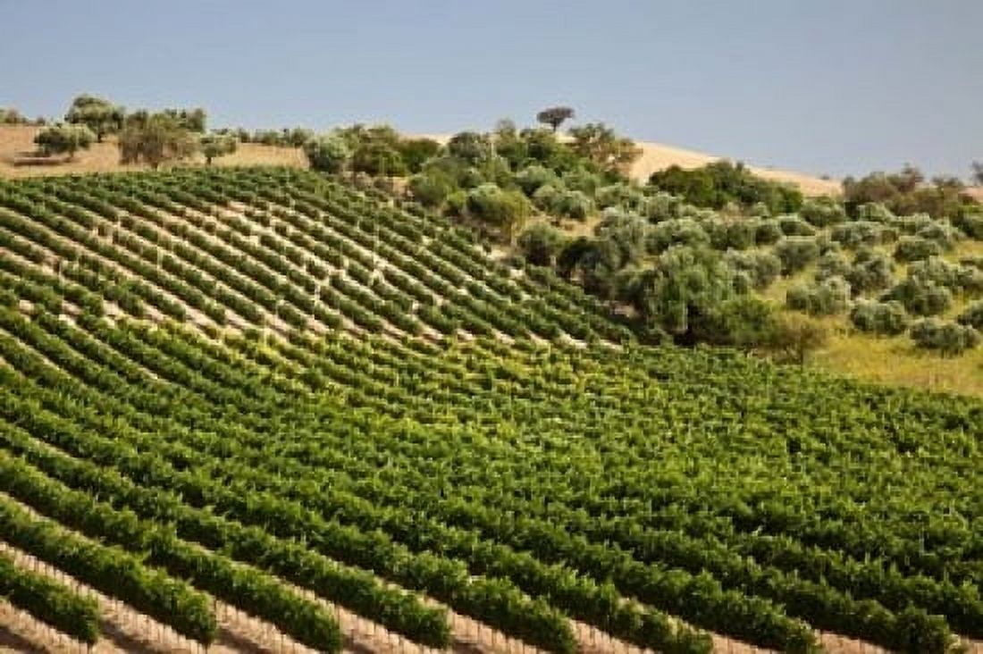 Spain Andalusia Cadiz Province Vineyard Field and Olive Grove Canvas Art - Julie Eggers DanitaDelimont (19 x 12)