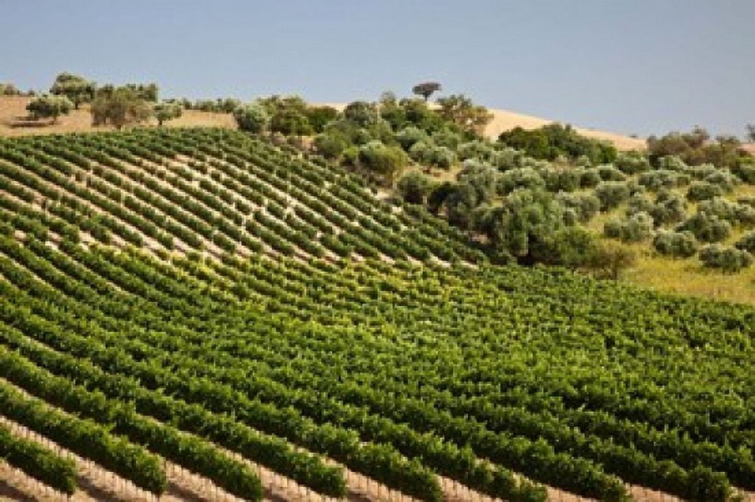 Spain Andalusia Cadiz Province Vineyard Field and Olive Grove Canvas Art - Julie Eggers DanitaDelimont (38 x 25)