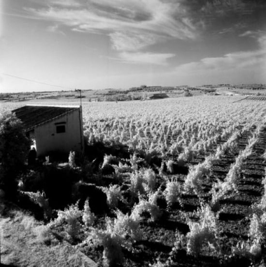 Spain Bullullos Grape Vineyard Canvas Art - (24 x 36)