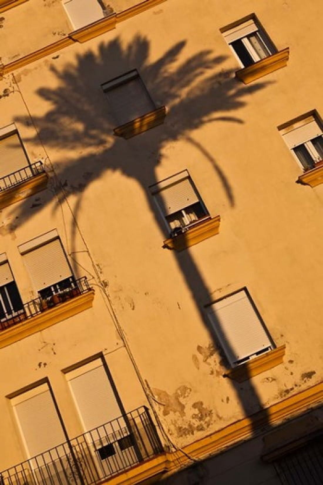 Spain Cadiz Campo del Sur Palm Shadow Canvas Art - Walter Bibikow DanitaDelimont (25 x 38)