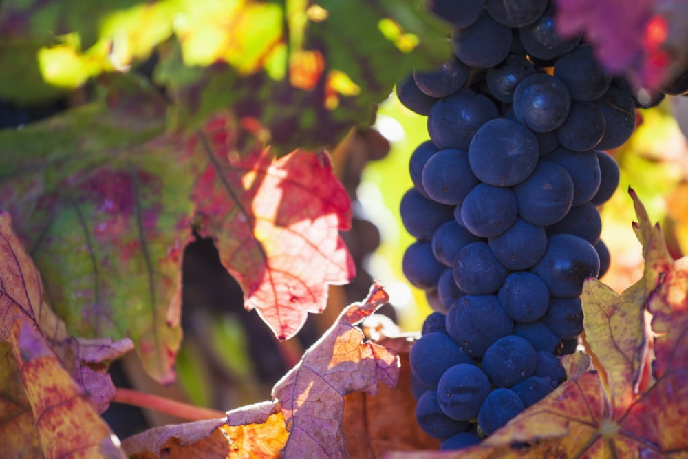 Spain Ripe red grape in vineyard La Rioja Canvas Art - Carlos Sanchez Pereyra Design Pics (19 x 12)