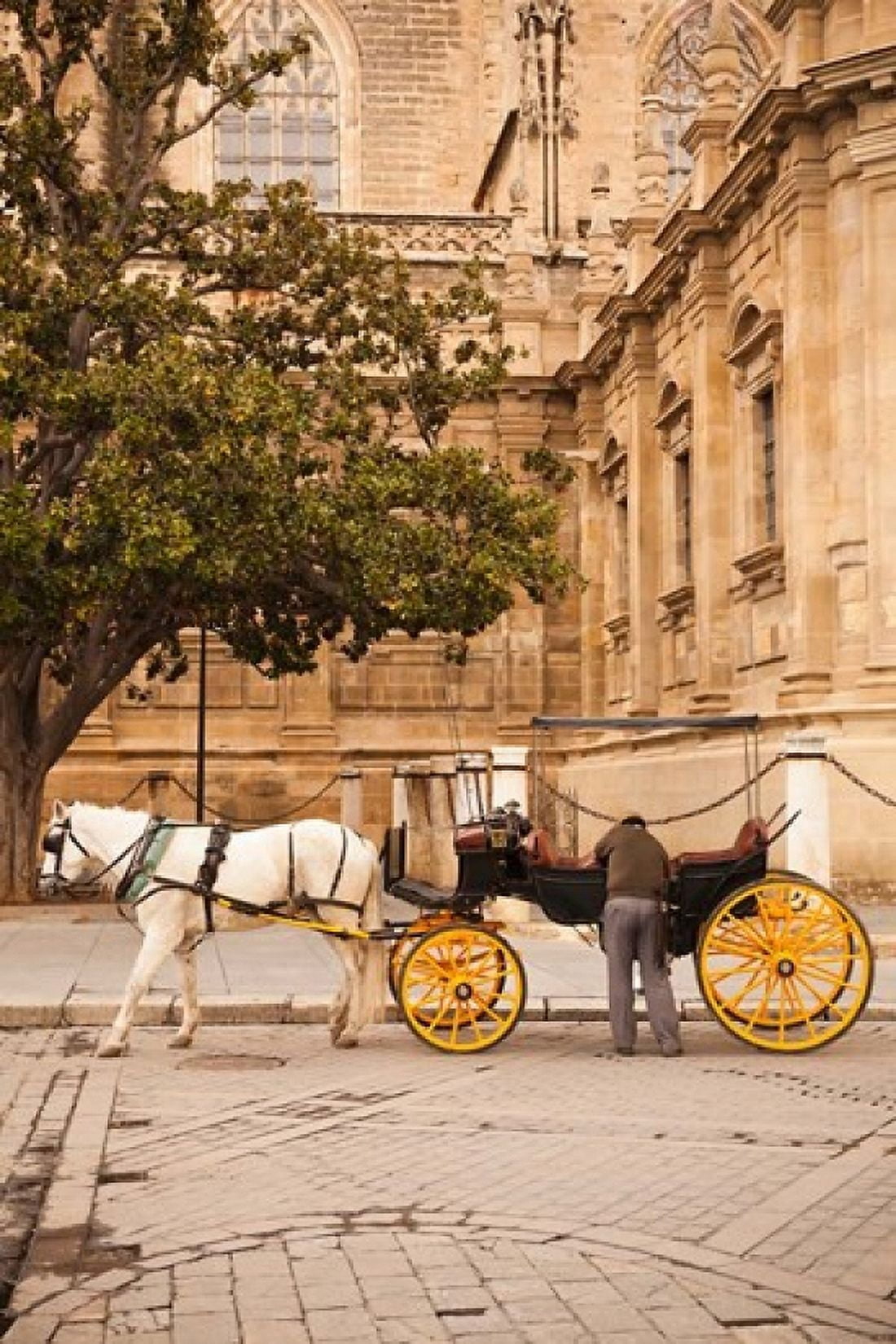 Spain Seville Horse carriage Plaza del Triunfo Canvas Art - Walter Bibikow DanitaDelimont (25 x 38)