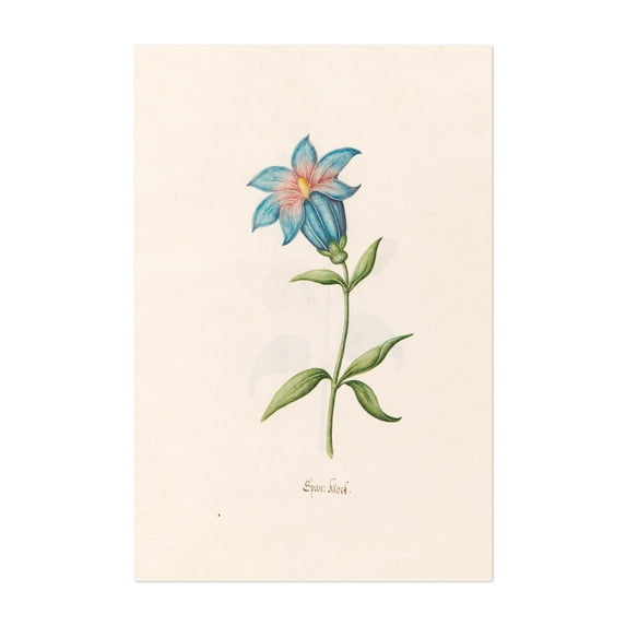 Span; klock (1692) - Illustration Botanical Floral Watercolor Flowers ...