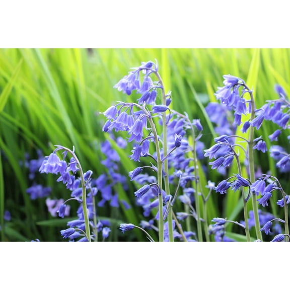 Spanish Bluebells Flower Bulbs for Planting - Weeping Bell Shaped Flowers - Great for Container or Garden (20 Bulbs)