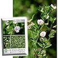 thumbnail image 1 of Spanish Clover Flower Seeds, 1000 Seeds Per Packet, 1 of 7