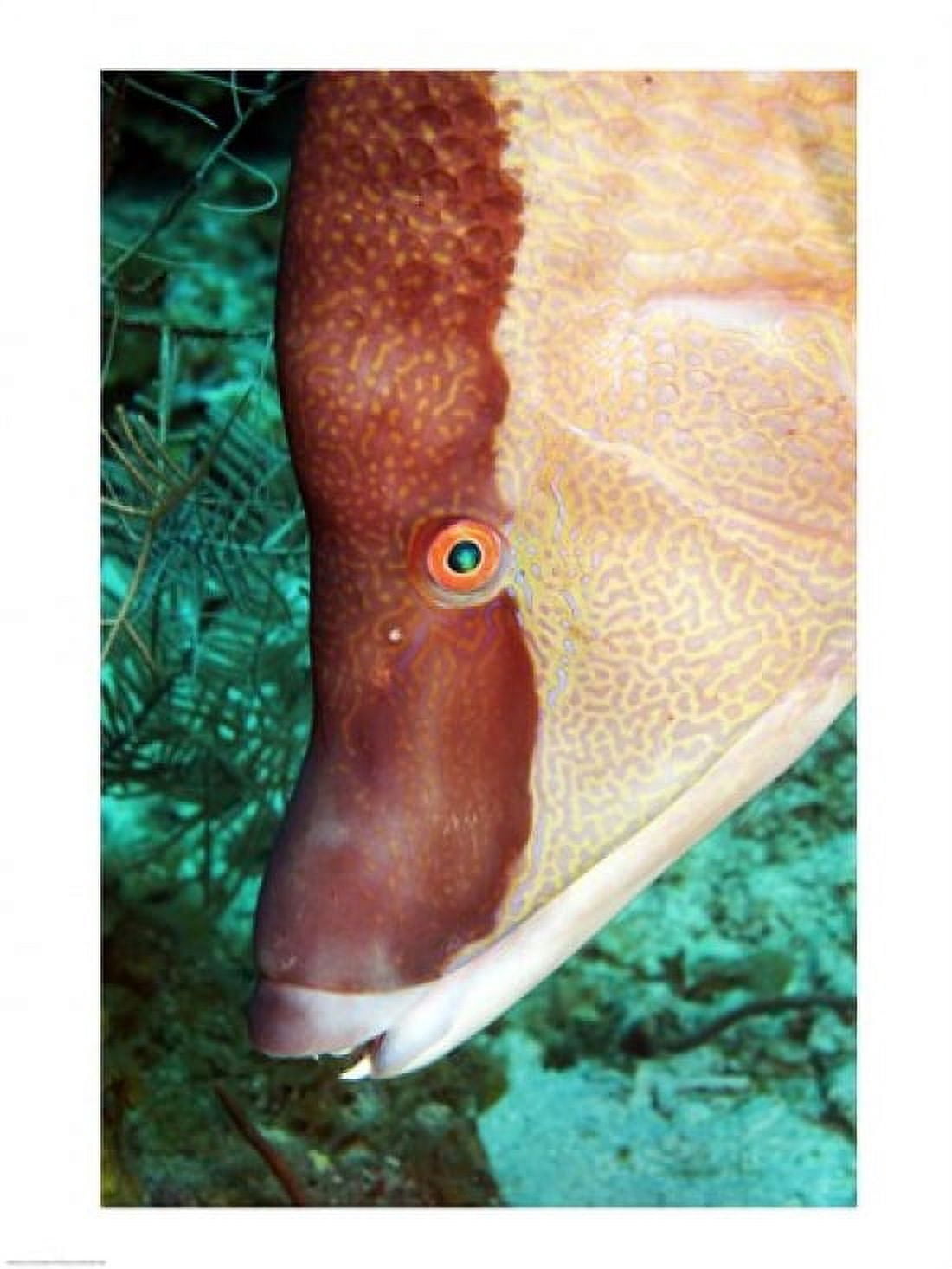 Spanish Hogfish Canvas Art - (18 x 24)