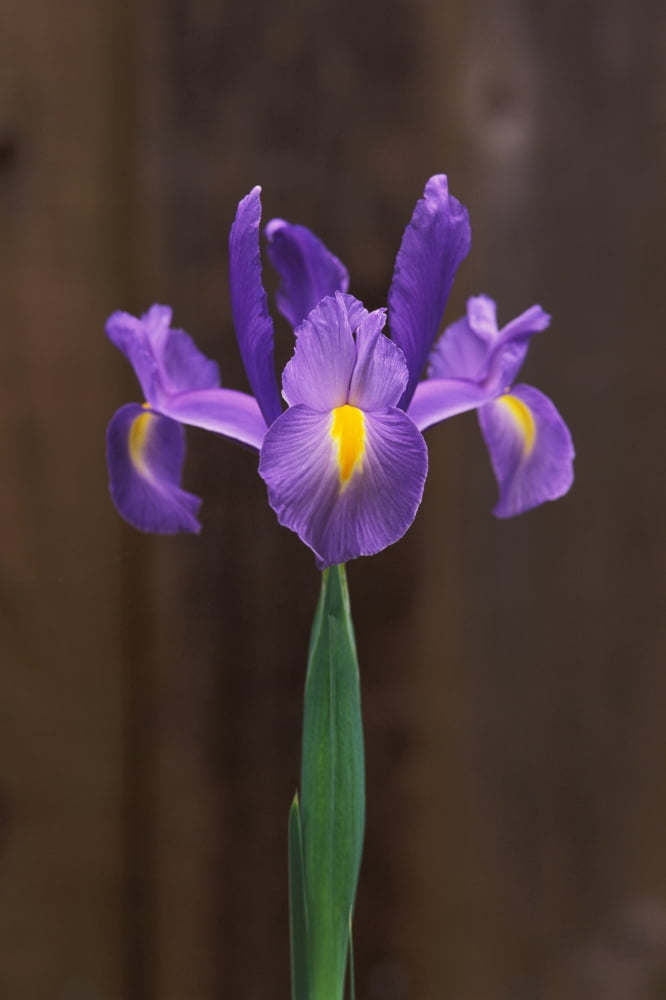 Spanish Iris (Iris Xiphium Or Hispanica) Single Green Stem With Brown Background Canvas Art - Greg Vaughn Design Pics (22 x 34)