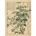 thumbnail image 1 of Spanish Jasmine, Jasminum Grandiflorum Poster Print By ® Florilegius Mary Evans (18 X 24), 1 of 3
