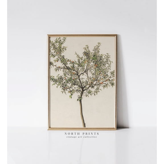 Spanish Kitchen Orange Tree European Decor Wall Art