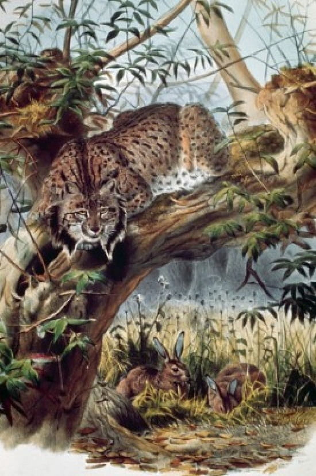 Spanish Lynx Artist Unknown Canvas Art - (24 x 36)