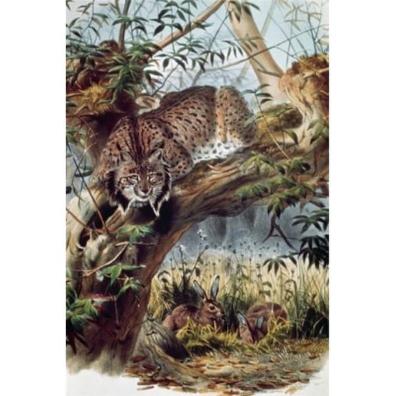 Spanish Lynx Artist Unknown Poster Print - 18 x 24 in.