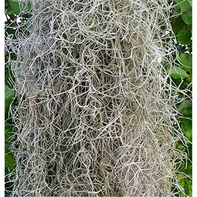 Spanish Moss 5 lb box Florist Supplies