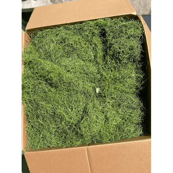 Spanish Moss Green Preserved 5LB