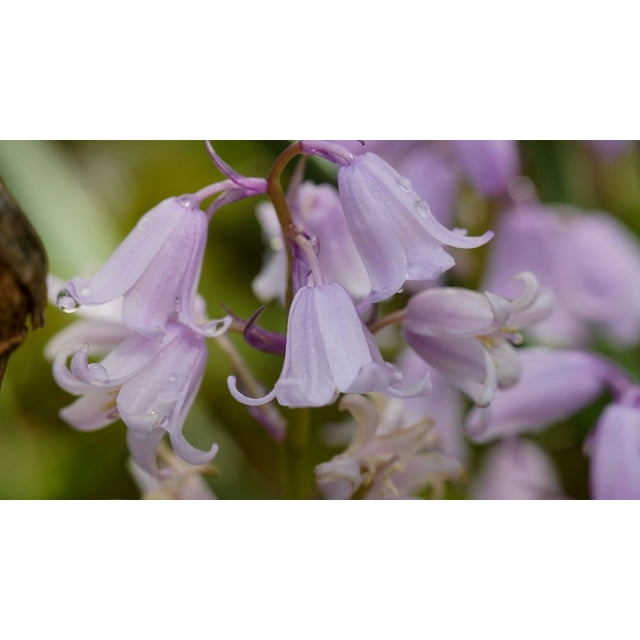 Spanish Pinkbell Bulbs for Planting Hyacinthoides Hispanica Pink