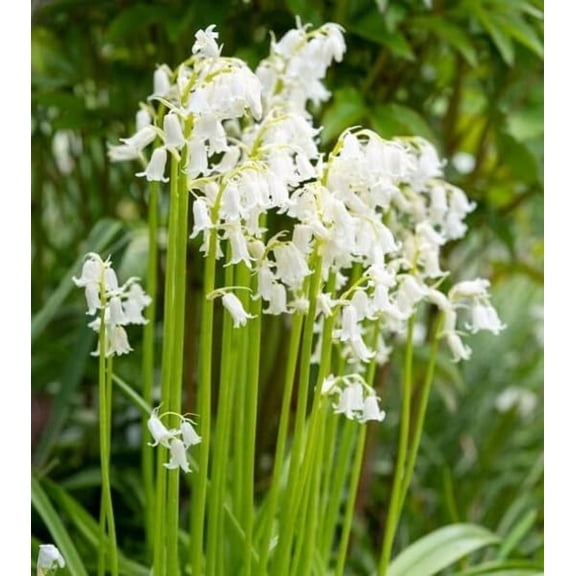 Spanish Whitebells Bulbs for Planting - Hyacinthoides Hispanica White - Easy to Grow Perennial Flowers for Garden or Container Growing (10 Bulbs)