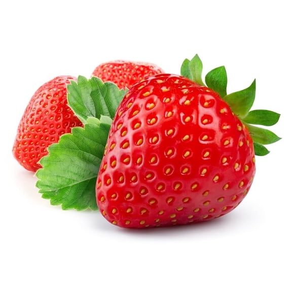 Sparkle Strawberry Plants - Grow Delicious Red Strawberries - Bare Root (10 Roots)
