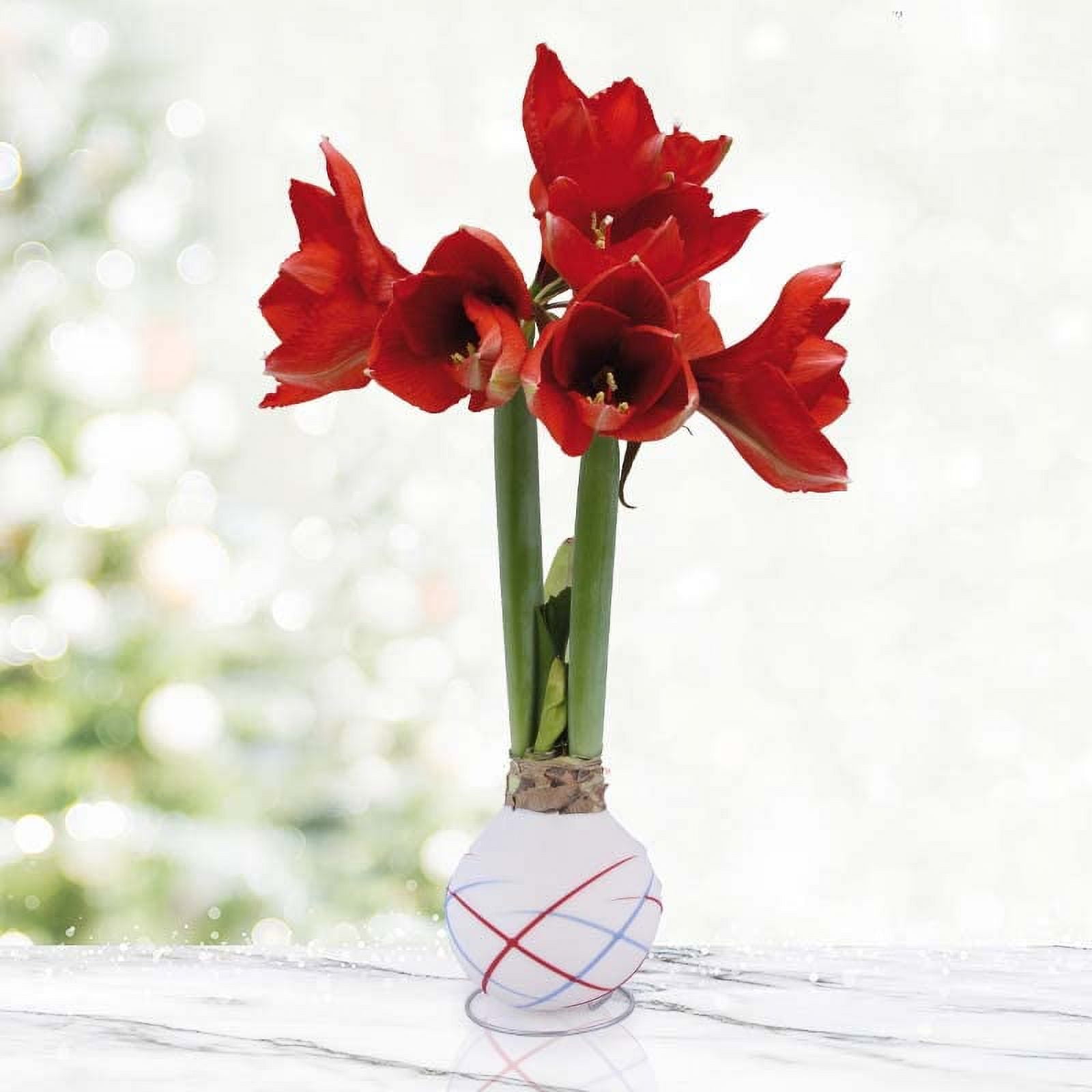 Holland Bulb Farms Sparkler Waxed Amaryllis Flower Plant Bulbs, Real Live Flowers Sunlight