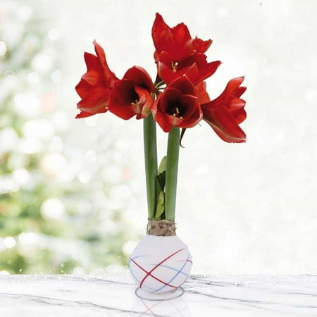 Sparkler Waxed Amaryllis Flower Bulb with Stand, No Water Needed, Real Live Flowers - Just Needs Sunlight