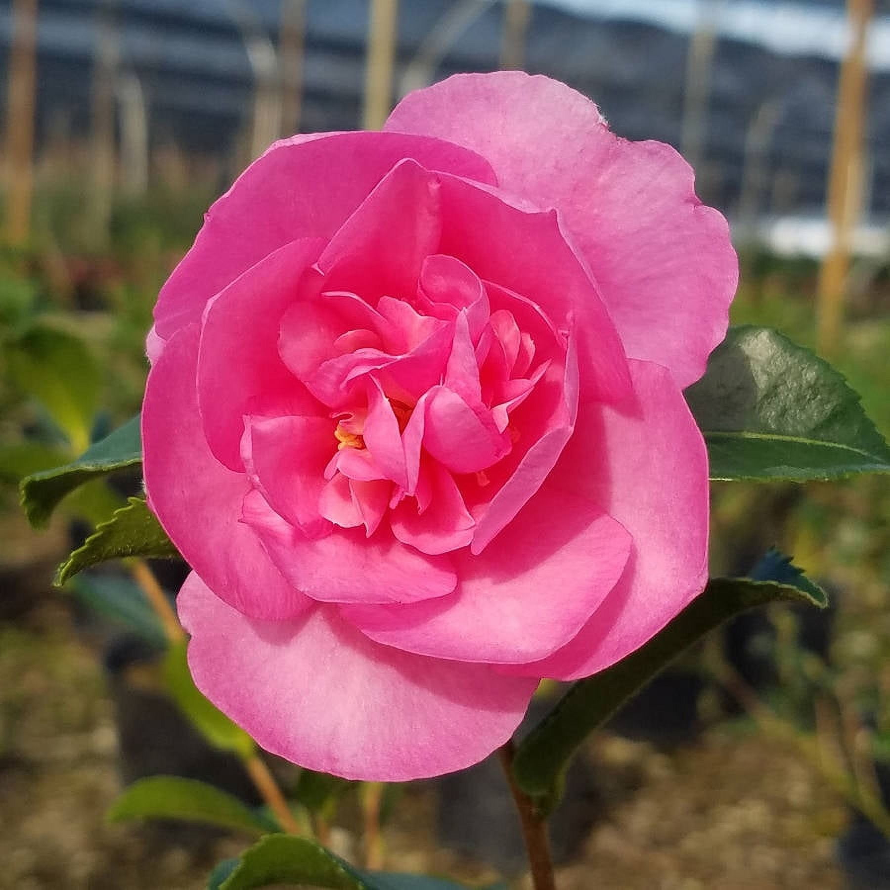 Expert Gardener Sparkling Burgundy Camellia (2.5 Quart) Lavender-Pink Blooming Evergreen Shrub - Part Sun Live Outdoor Flowering Plant