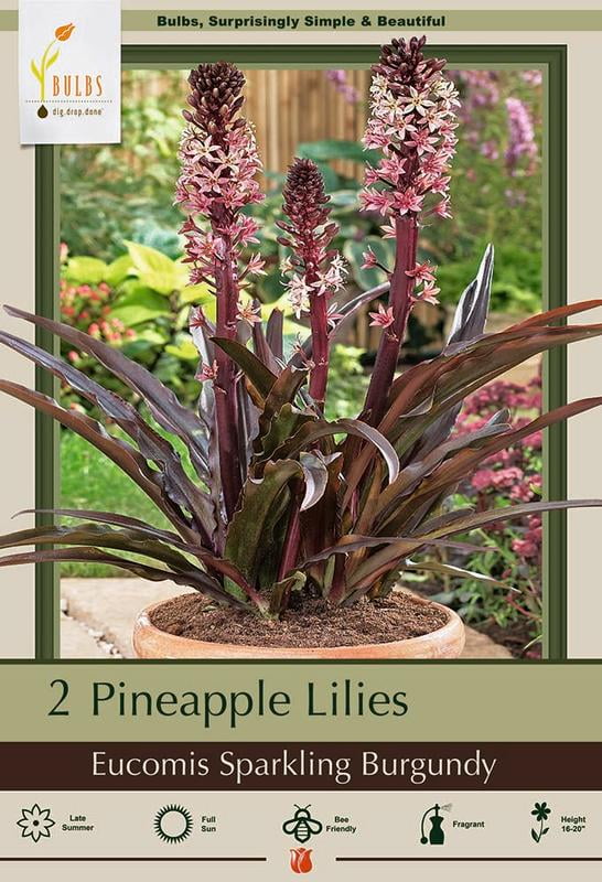 Sparkling Burgundy Pineapple Lily 2 Bulbs 16/+ cm