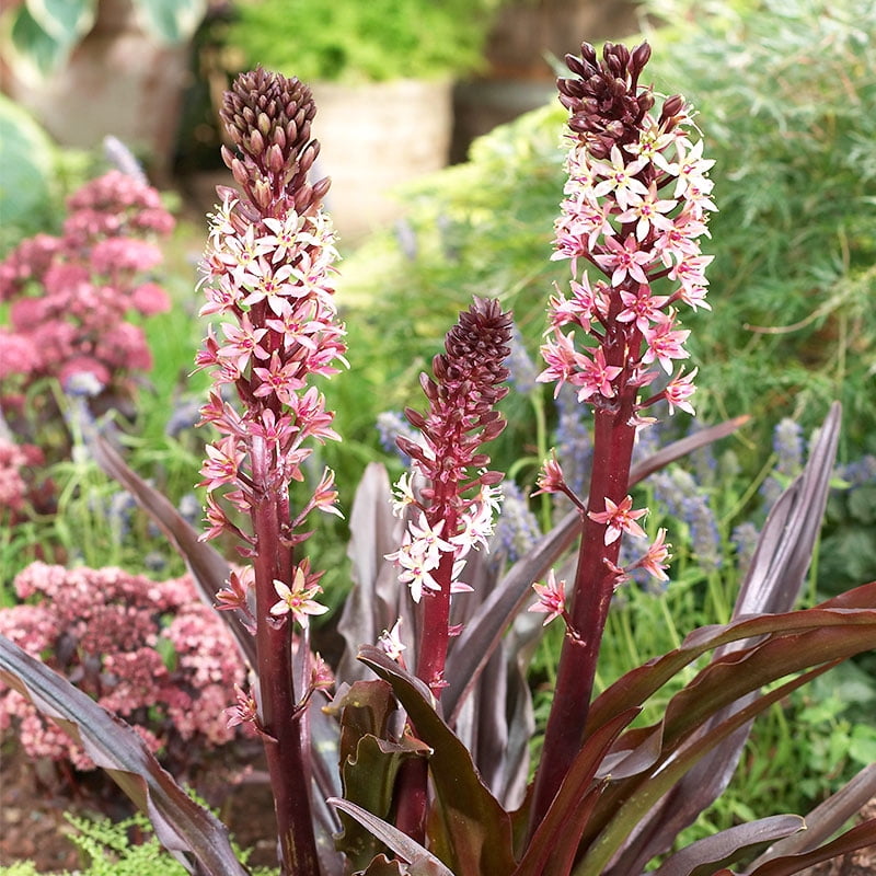 Sparkling Burgundy Pineapple Lily Flower Bulb - Deer Resistant Lilies ...