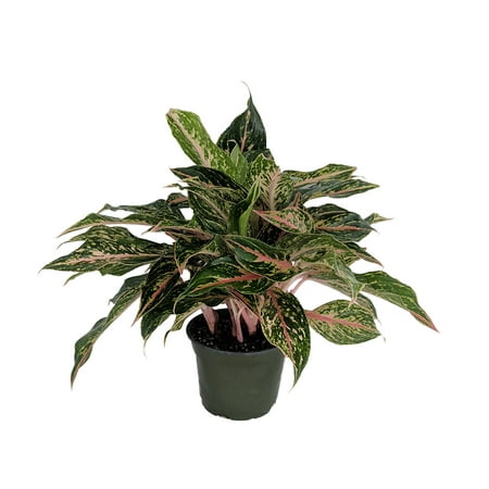 Sparkling Sarah Chinese Evergreen Plant - Aglaonema - Grows in Dim Light -6" Pot