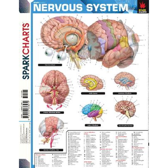 Pre-Owned Sparknotes Sparkcharts: Nervous System (Sparkcharts) (Paperback)