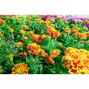Sparky Marigold Seeds for Planting - 500+ Seeds - Beautiful Multi Colored Flowers