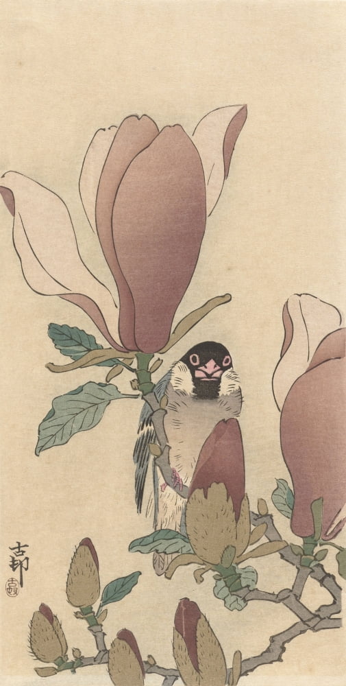 Sparrow On Blooming Magnolia Branch Canvas Art -  (24 x 36)