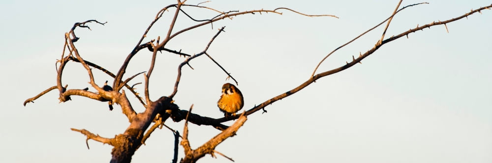 Sparrow hawk perching on bare tree Canvas Art - Panoramic Images (12 x 36)