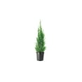 thumbnail image 1 of Spartan Juniper  1 Large Gallon Size Tree  Juniperus Chinensis  Live Evergreen Privacy Screening Plant, 1 of 7