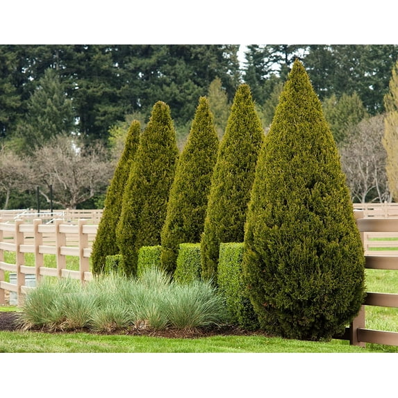 Spartan Juniper 10 Live Trees Juniperus Chinensis Evergreen Privacy Screening Plant