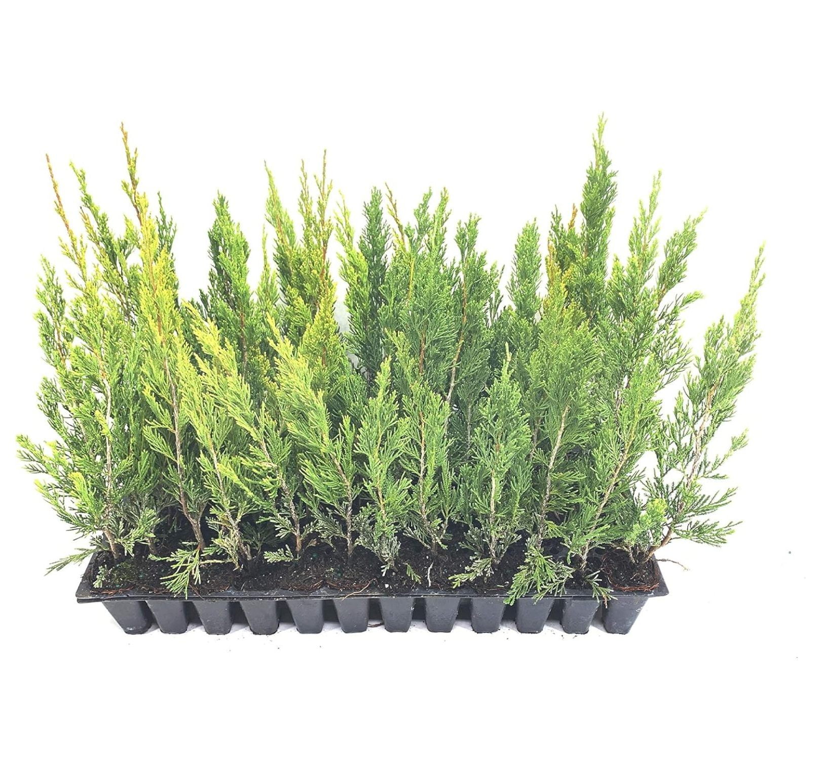 Spartan Juniper - 10 Live Trees - Juniperus Chinensis - Walmart.com