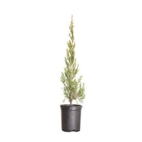 Expert Gardener Spartan Juniper (2.5 Quart) Fast Growing Evergreen Tree with Dense Green Foliage - Full Sun Live Outdoor Plant