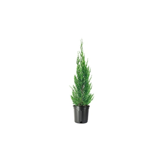 Spartan Juniper 3 Large Gallon Size Trees Juniperus Chinensis Live Evergreen Privacy Screening Plant