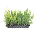 thumbnail image 1 of Spartan Juniper - 3 Live Trees - Juniperus Chinensis, 1 of 9