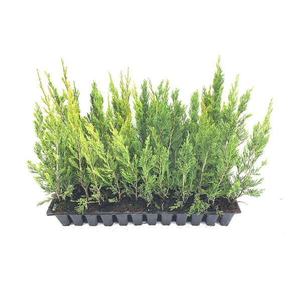 Spartan Juniper - 3 Live Trees - Juniperus Chinensis