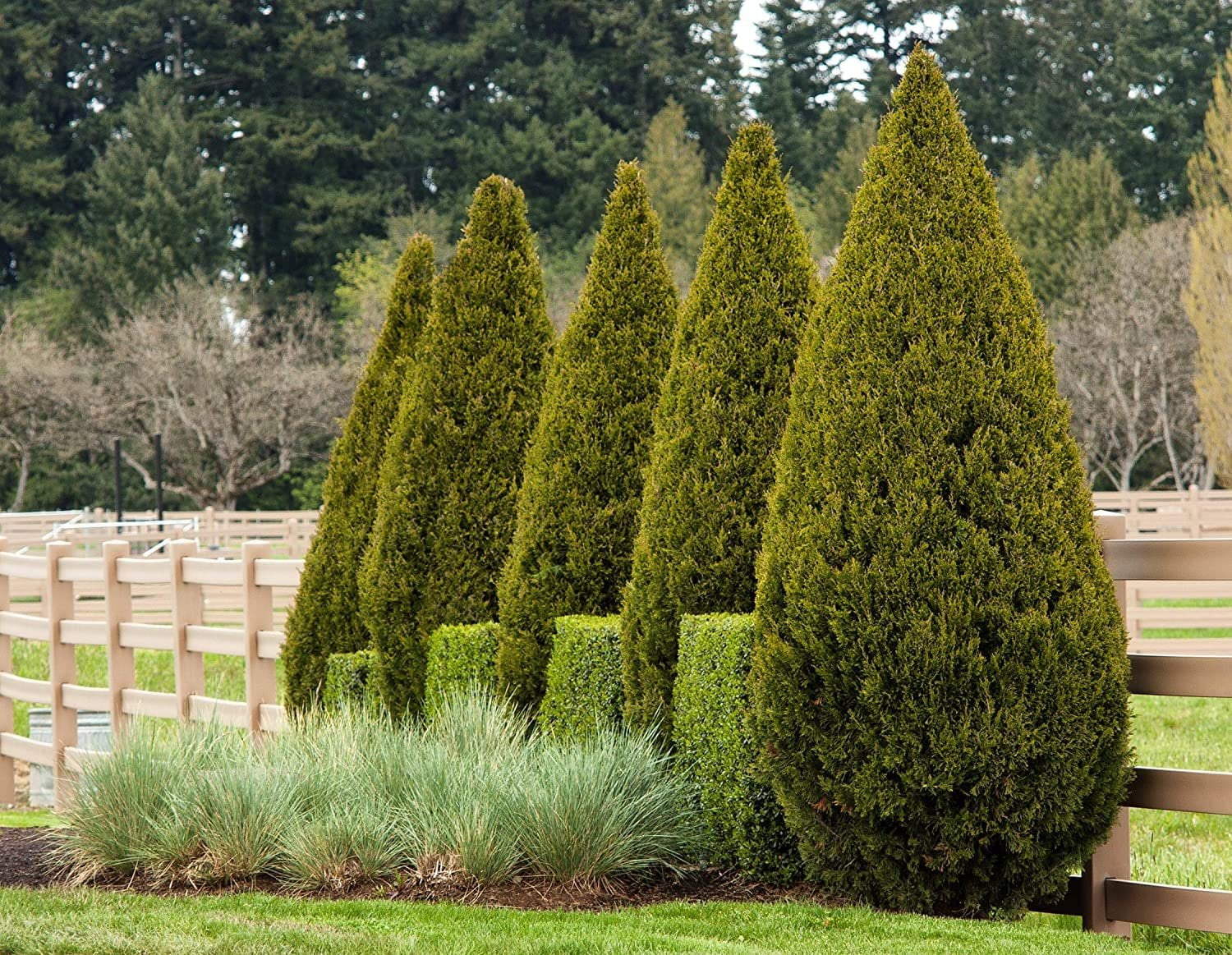 Spartan Juniper  40 Live Trees  Juniperus Chinensis  Evergreen Privacy Screening Plant