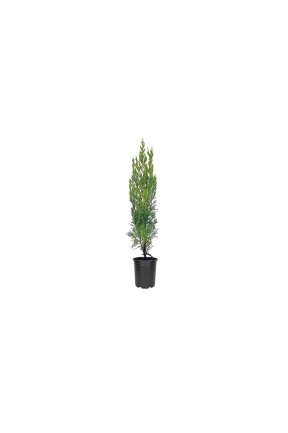 Spartan Juniper - Juniperus Chinensis - 1 Live 4 inch Container Tree - Evergreen Privacy Screening Plants