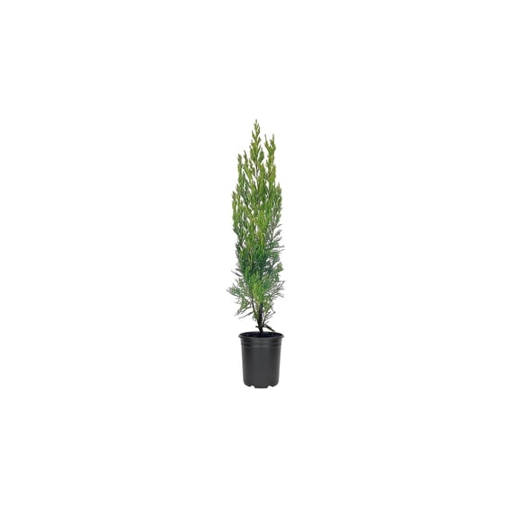 Spartan Juniper - Juniperus Chinensis - 5 Live 4 inch Container Trees - Evergreen Privacy Screening Plants