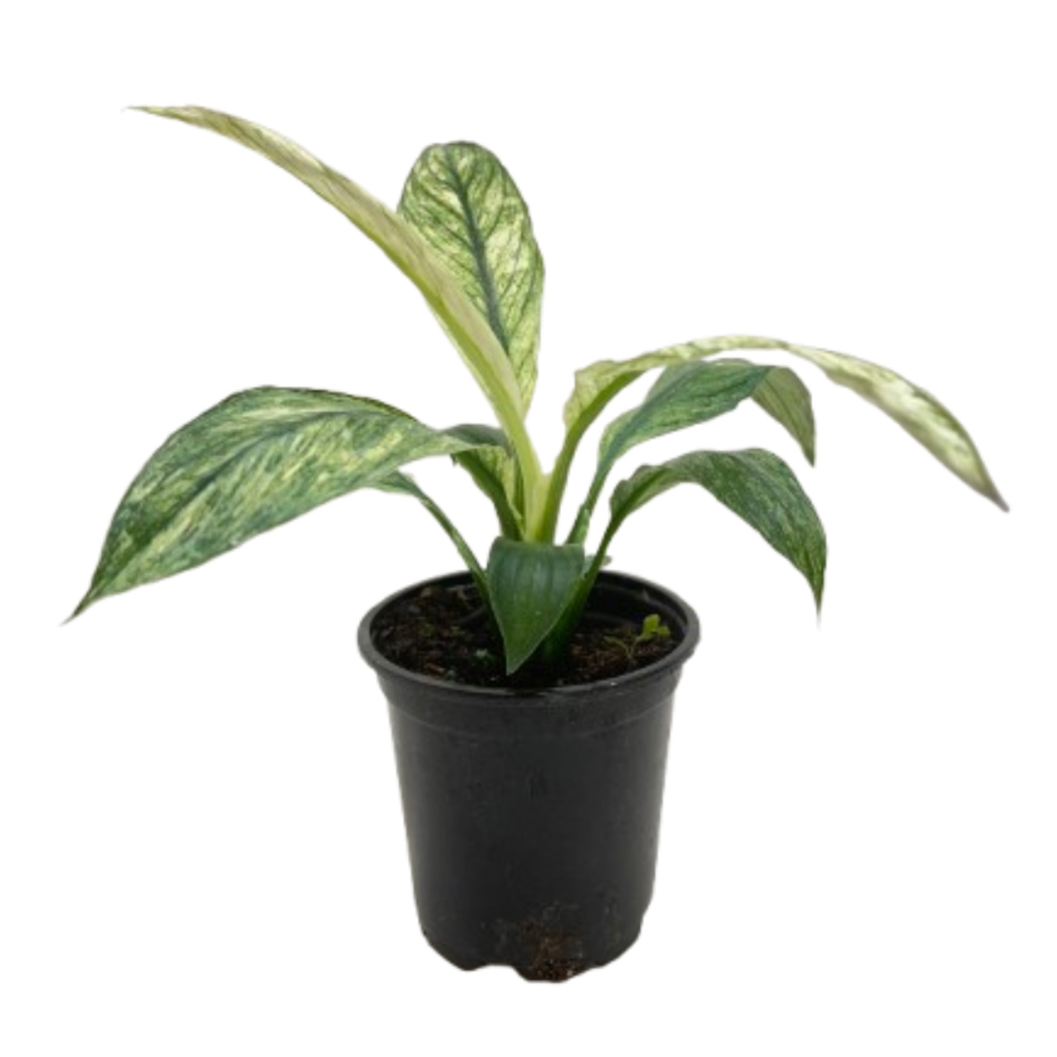 KS Plants Spathiphyllum Jessica