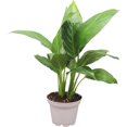 thumbnail image 1 of Spathiphyllum Peace Lily | 2.5 inch | Tropical Ambiance, 1 of 4