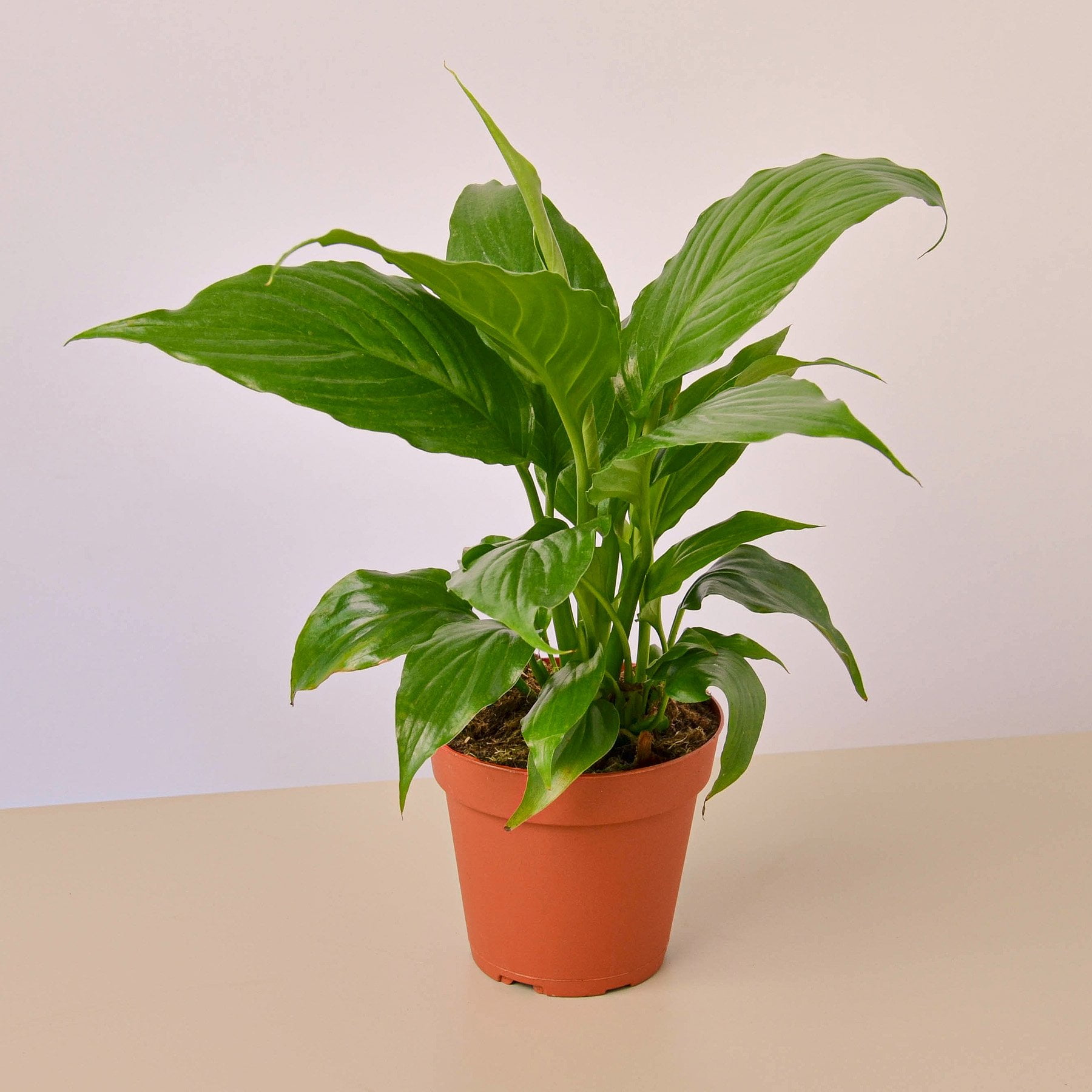 indoor philodendron plant Philodendron billietiae