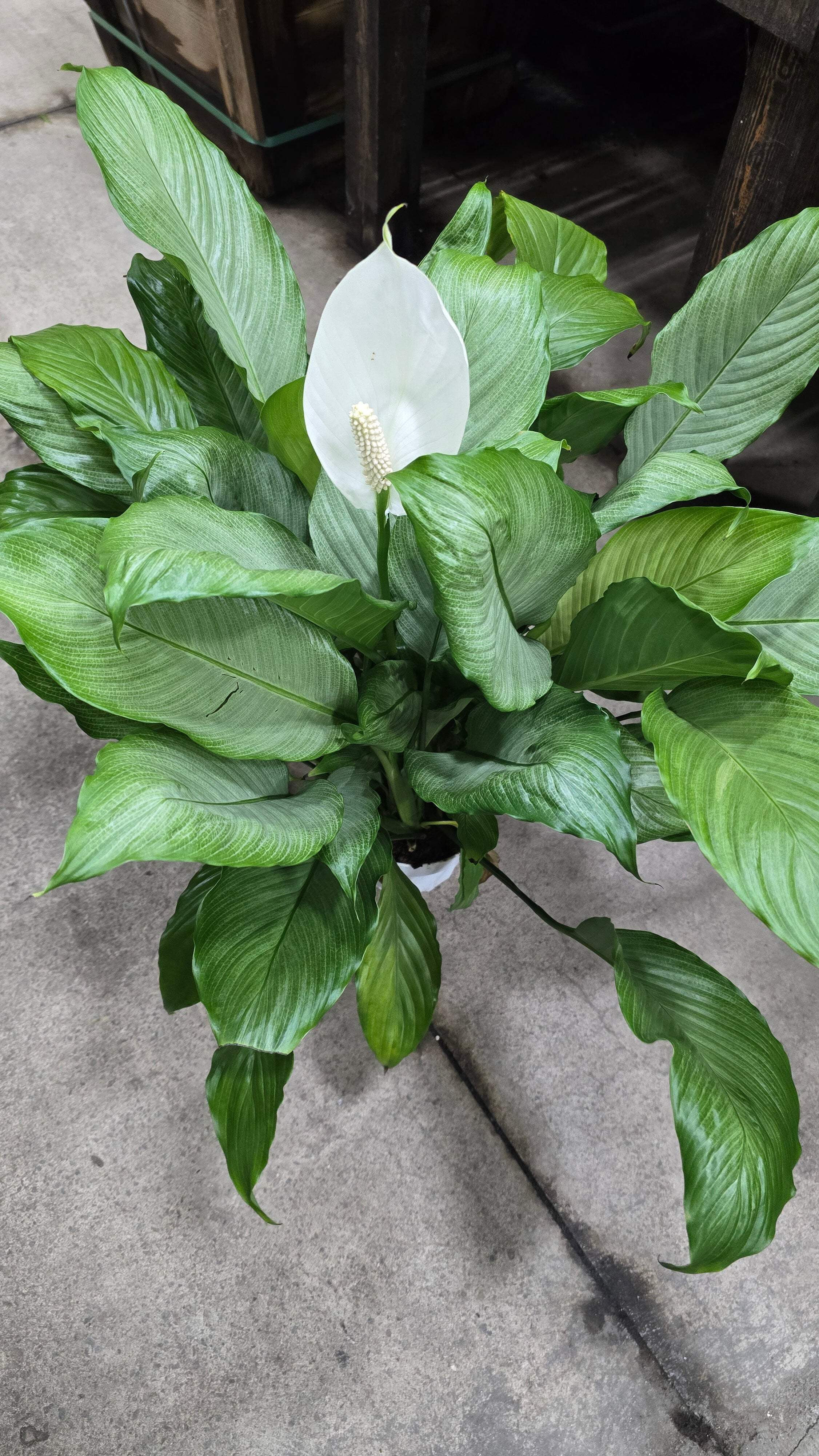 Spathiphyllum Peace Lily Live Indoor Floor Plant in 8 inch pot- Get similar  - Walmart.com