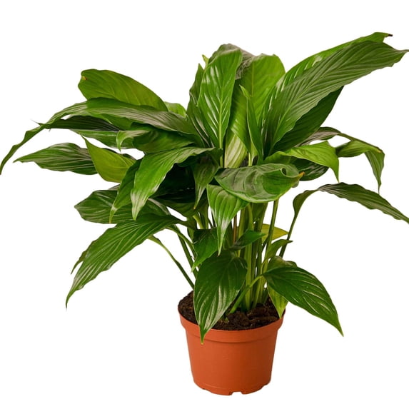 Spathiphyllum 'Peace Lily' Live Plant for Indoor | Different Houseplants in 4'' & 6'' Pot | Real House Plant for Living Room, Office, Desk & Bathroom | Peace Lily | Spathiphyllum